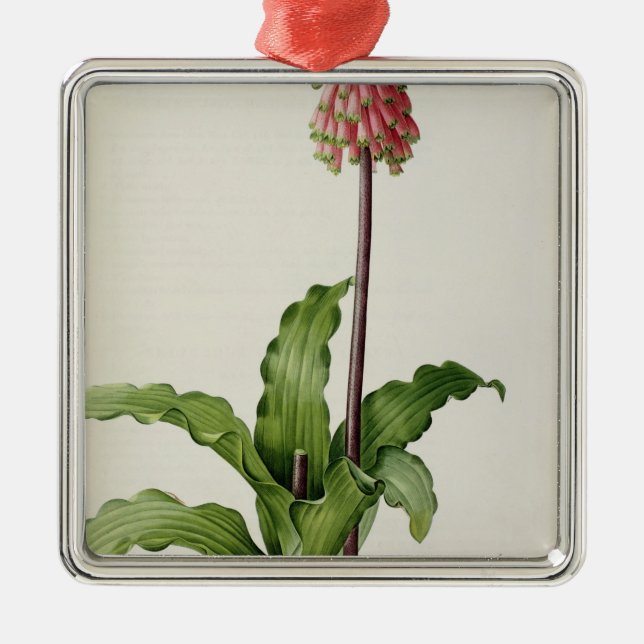 Veltheimia Capensis, från "Les Liliacees", c.1805 Julgransprydnad Metall (Framsidan)