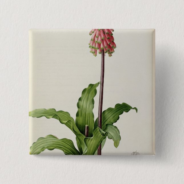 Veltheimia Capensis, från "Les Liliacees", c.1805 Knapp (Framsida)