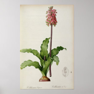 Veltheimia Capensis, från ’Les Liliacees’, c.1805 Poster