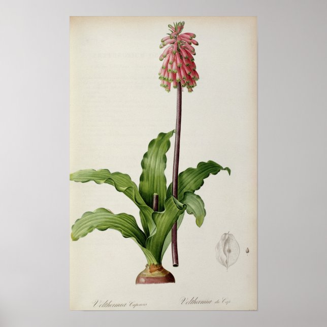 Veltheimia Capensis, från ’Les Liliacees’, c.1805 Poster (Framsidan)