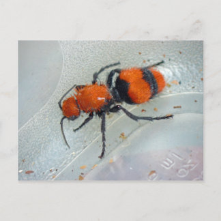 Velvet Ant. Vykort