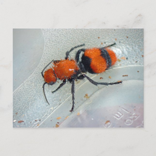 Velvet Ant. Vykort (Framsida)