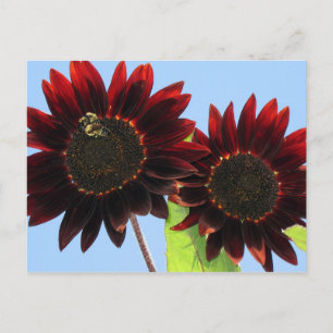 Velvet Queen Sunblommor Vykort