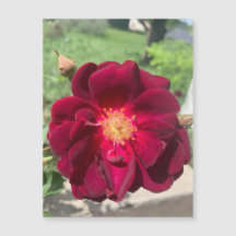 Velvet Ro Magnet