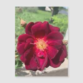 Velvet Ro Magnet