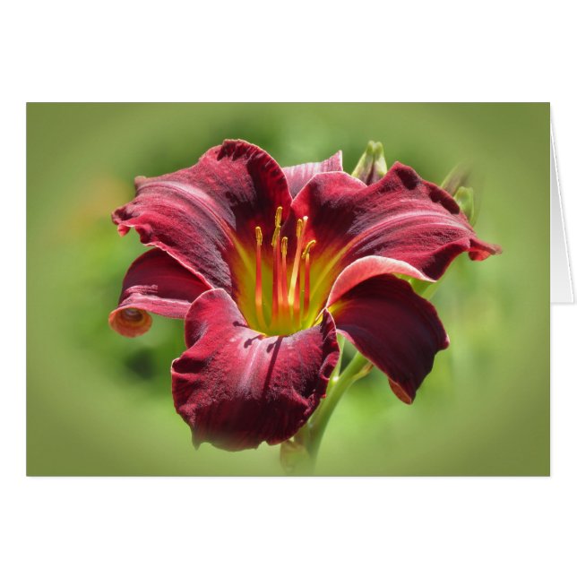 Velvet Vision - Ed Murray Daylily Hälsningskort (Framsidan Horizontal)
