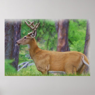 Velvet Whitetail Hjort Buck Poster