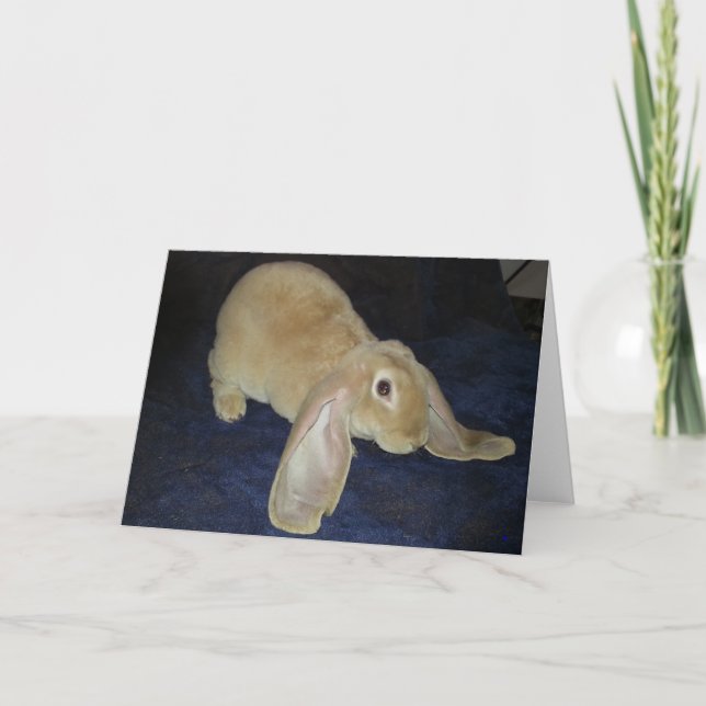 Velveteen Lop noterar kortet Kort (Framsida)