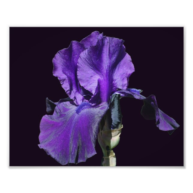 Velvety Lila Bearded Iris Flower Art 8x10 Fototryck (Framsidan)