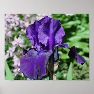 Velvety Lila Bearded Iris Flower Poster