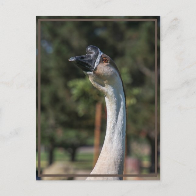 Vem är på väg mot vem? vykort (Framsida)