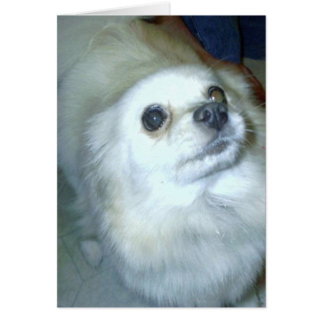 Vem då? Pommern Puppy Hälsningskort (Framsidan)