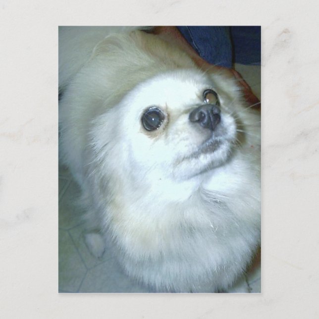 Vem då? Pommern Puppy Vykort (Framsida)