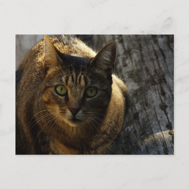 Vem då? vykort (Framsida)