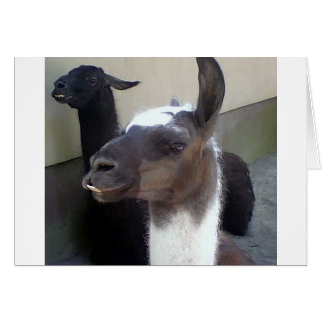 Vem då? Zoo Llama-design Hälsningskort (Framsidan Horizontal)