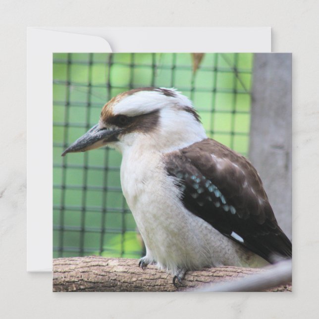 Vem kallar en Kook? (Framsida)