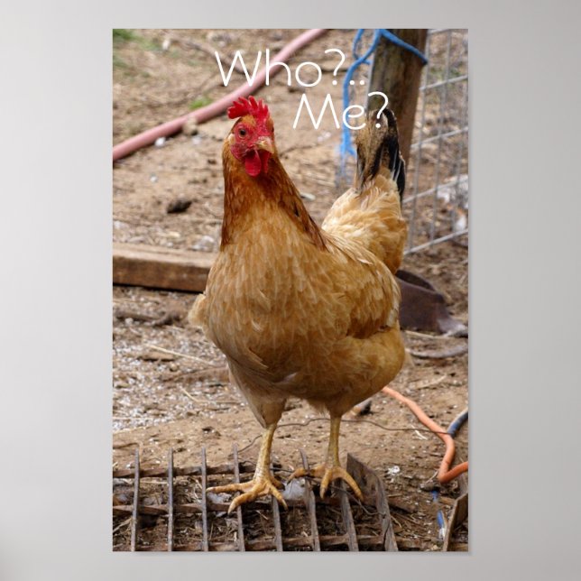 Vem ringer du i kyckling? Poster (Framsidan)