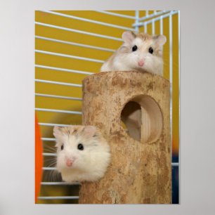 Vem stirrar på dig? (poster) poster