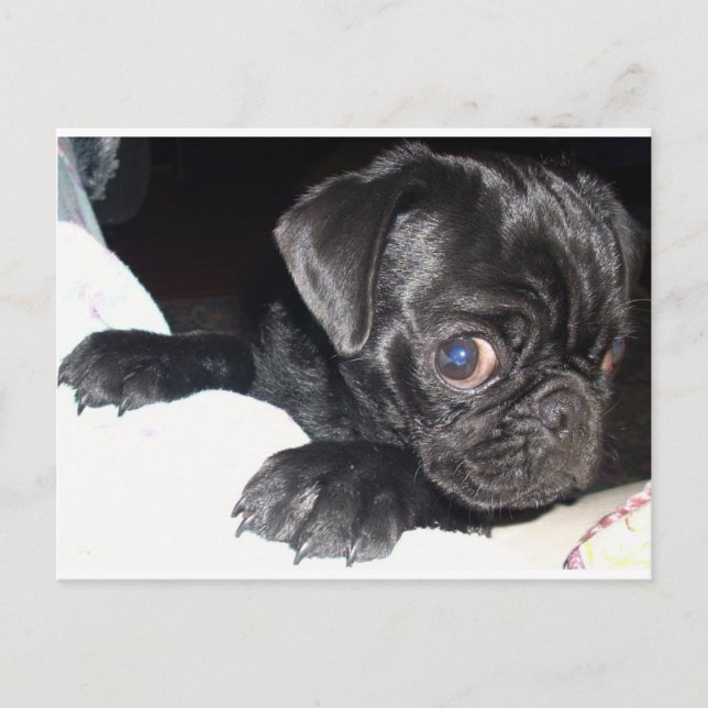 Vem tittar du på? vykort (Framsida)