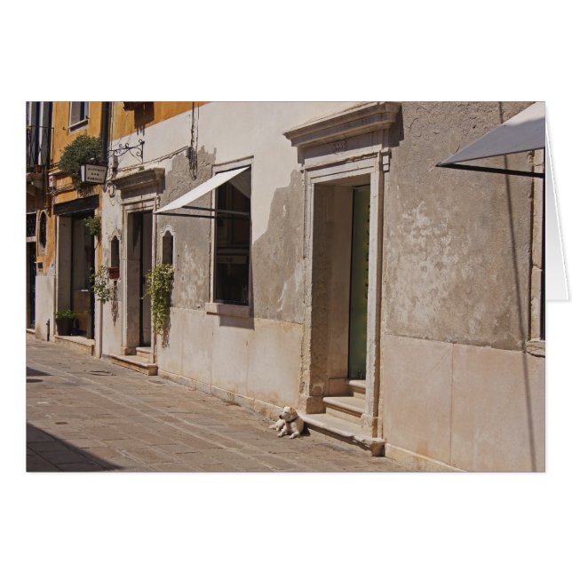 Venetisk Hund Hälsningskort (Framsidan Horizontal)