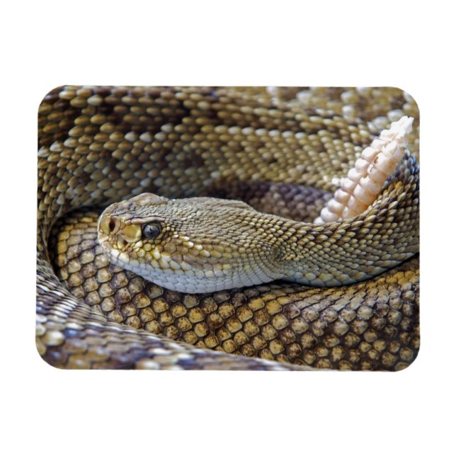 Venomous Rattle Snake Close Up Magnet (Horisontell)