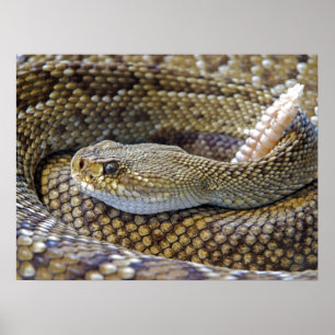 Venomous Rattle Snake Close Up Poster