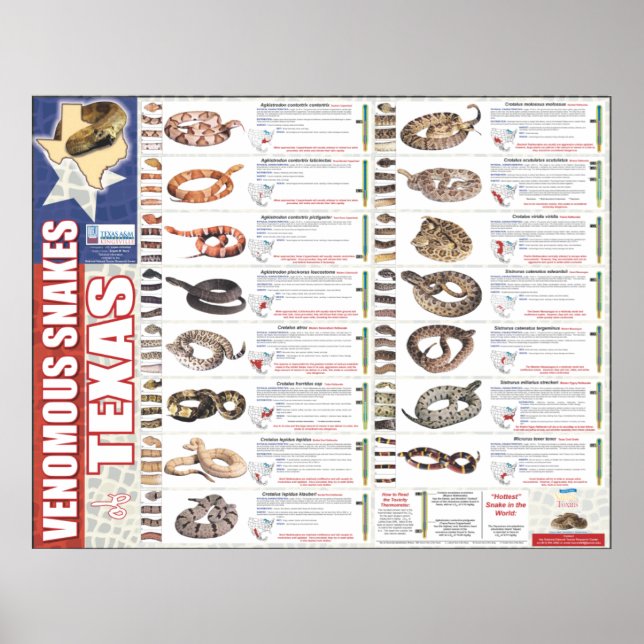Venomous Snakes från Texas Poser av NNTRC Poster (Framsidan)