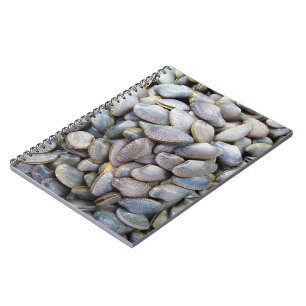 Venus Clam [ห อ ย ล า ย] Anteckningsbok