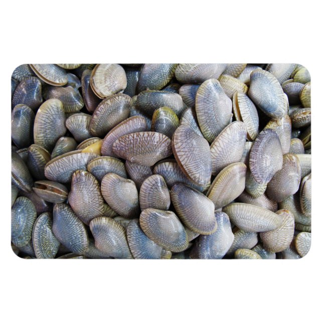 Venus Clam [ห อ ย ล า ย] Magnet (Horisontell)