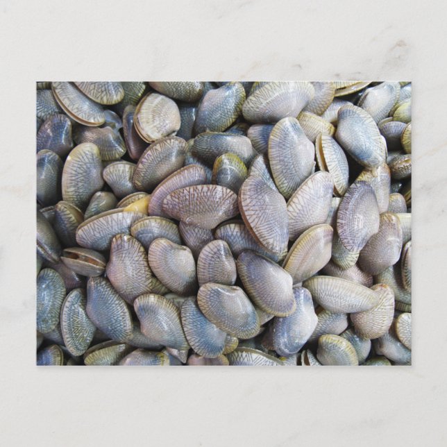 Venus Clam [ห อ ย ล า ย] Vykort (Framsida)