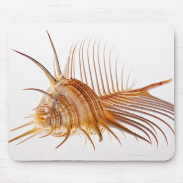 Venus Comb Murex snäcka (Murex pectin) mot Musmatta (Framsidan)