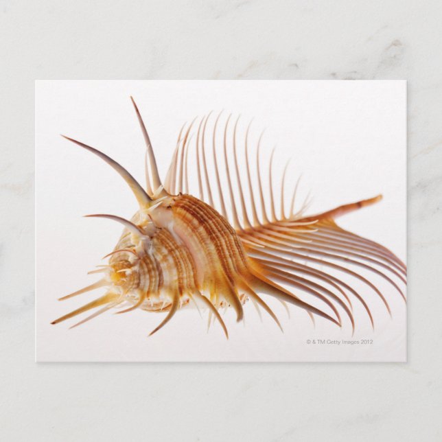 Venus Comb Murex snäcka (Murex pectin) mot Vykort (Framsida)