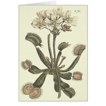 Venus flgfälla botanisk illustration