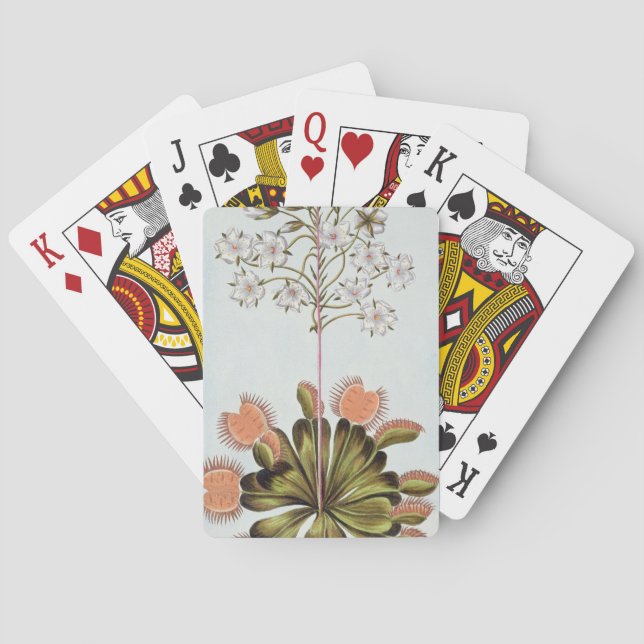 Venus Fluga-fälla, pläterar 84, från 'samlingen Casinokort (Baksidan)