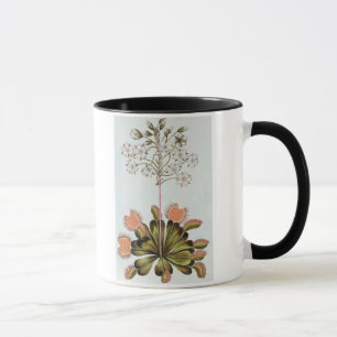 Venus Fluga-fälla, pläterar 84, från 'samlingen Mugg