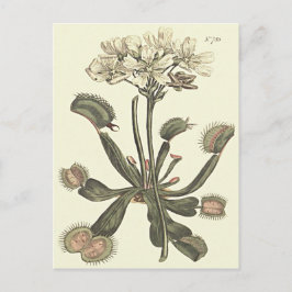 Venus flugfälla botanisk illustration vykort