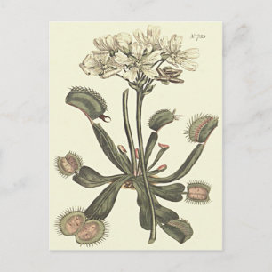 Venus flugfälla botanisk illustration vykort