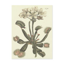 Venus flugfälla botanisk illustration