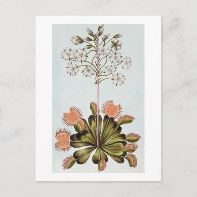 Venus Fly-fälla, platta 84, från "Collection Preci Vykort (Framsida)