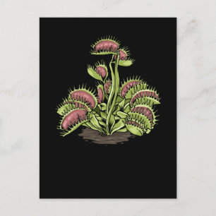 Venus Fly Trap Plant Carnivorous Plant Venus Fly Vykort