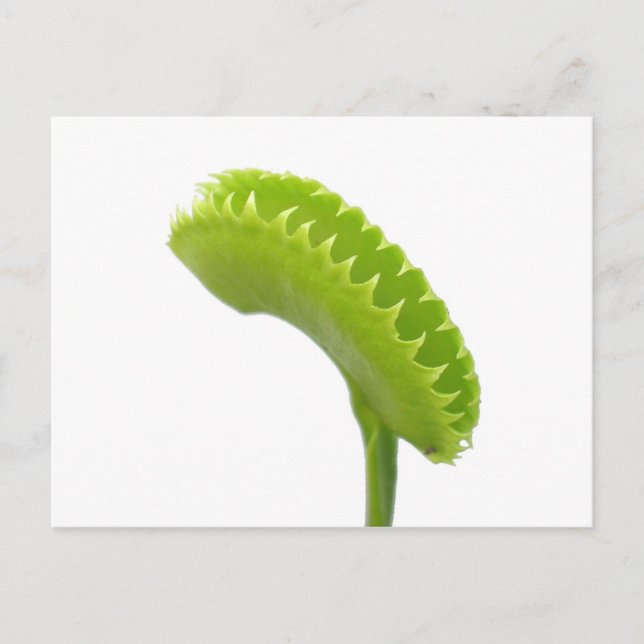 Venus Fly Trap Vykort (Framsida)