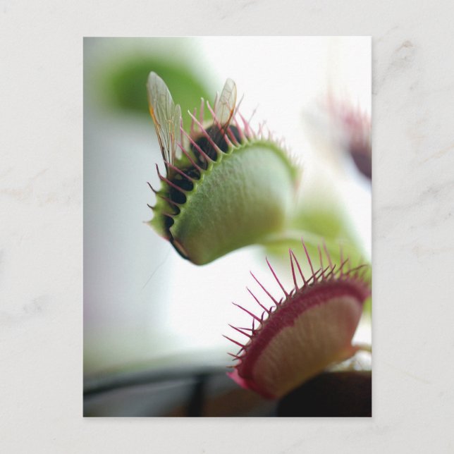Venus Fly Trap Vykort (Framsida)