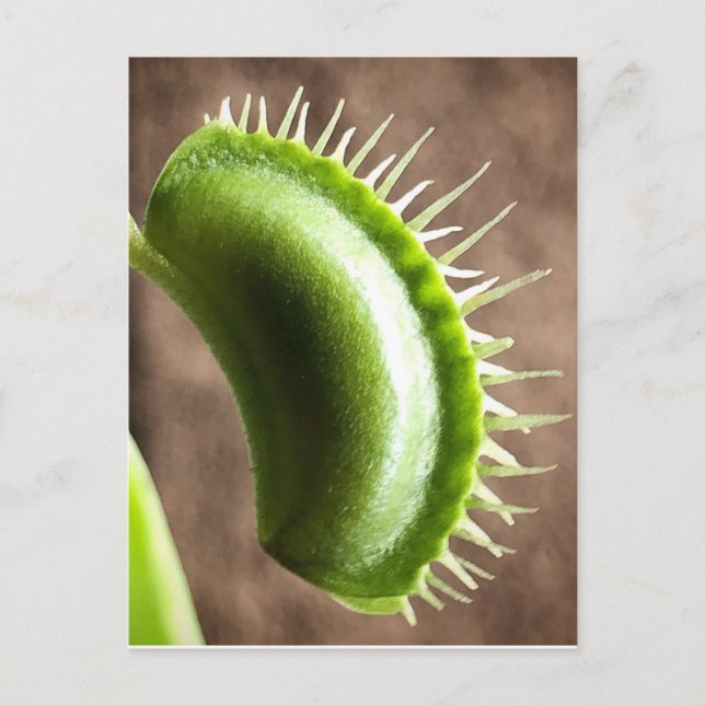 Venus Fly Trap Vykort (Framsida)
