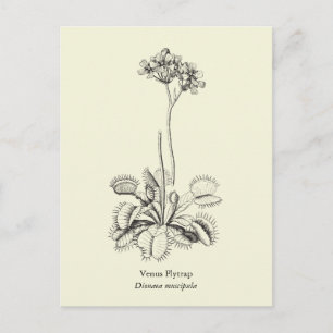 Venus Flyälla, Carnivorous Plant Vykort