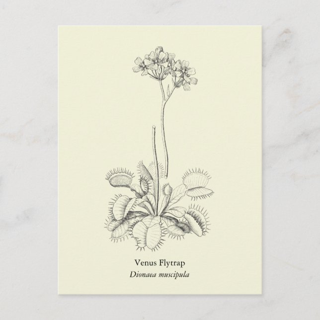Venus Flyälla, Carnivorous Plant Vykort (Framsida)