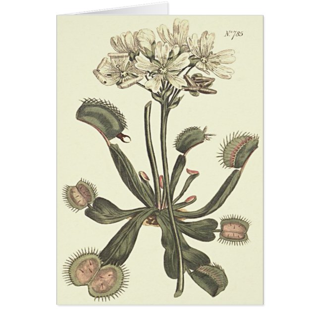 Venus Flyfälla Botanical Illustration Hälsningskort (Framsidan)