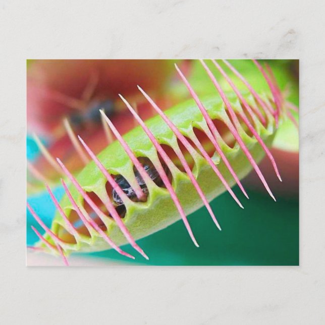 Venus Flyfälla Vykort (Framsida)