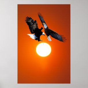Venus i transit med örn poster