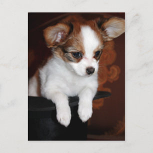Venus puppy vykort