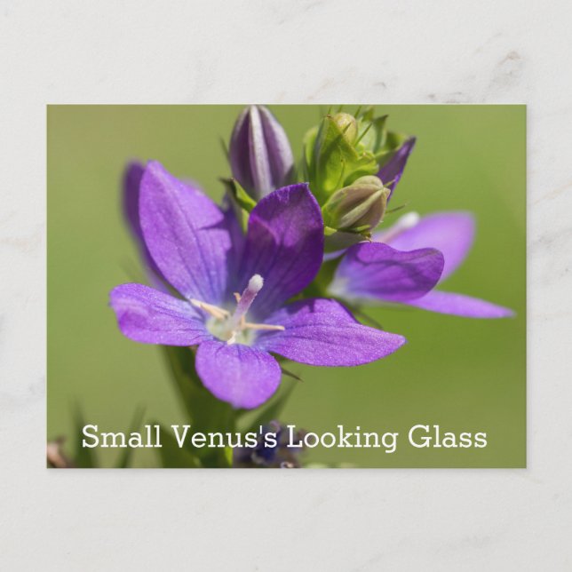 Venus Tittar vykort för Lila av glas Wildblomma (Framsida)